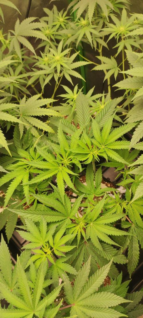 Wedding Cake. Week 7