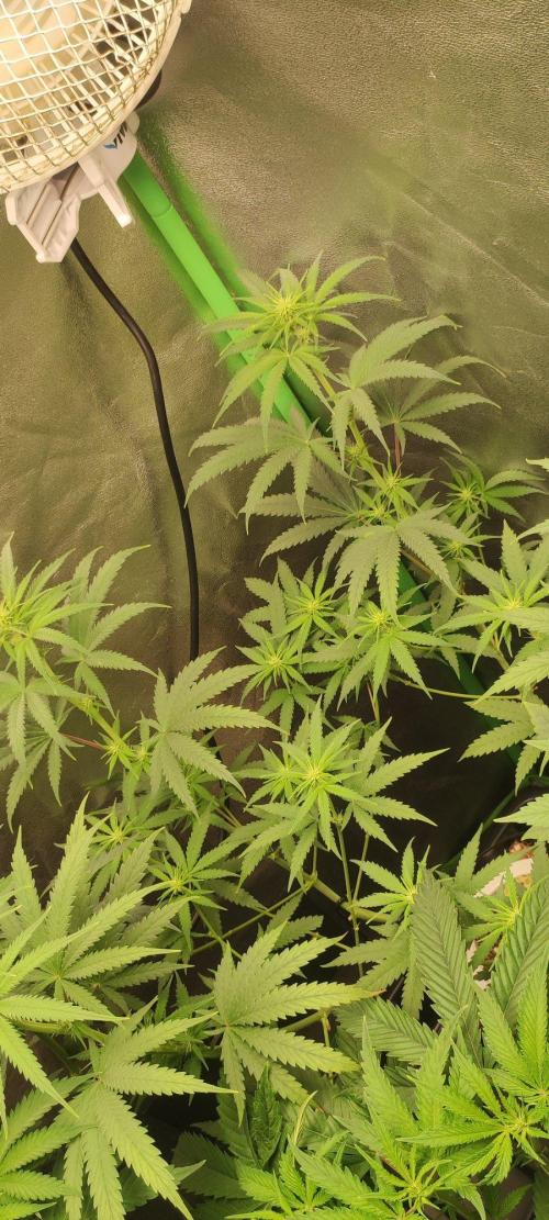 Sherbet. Week 7