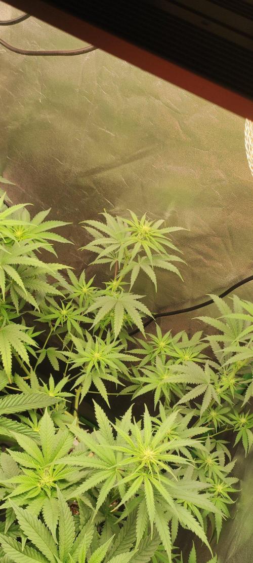 Sherbet. Week 7