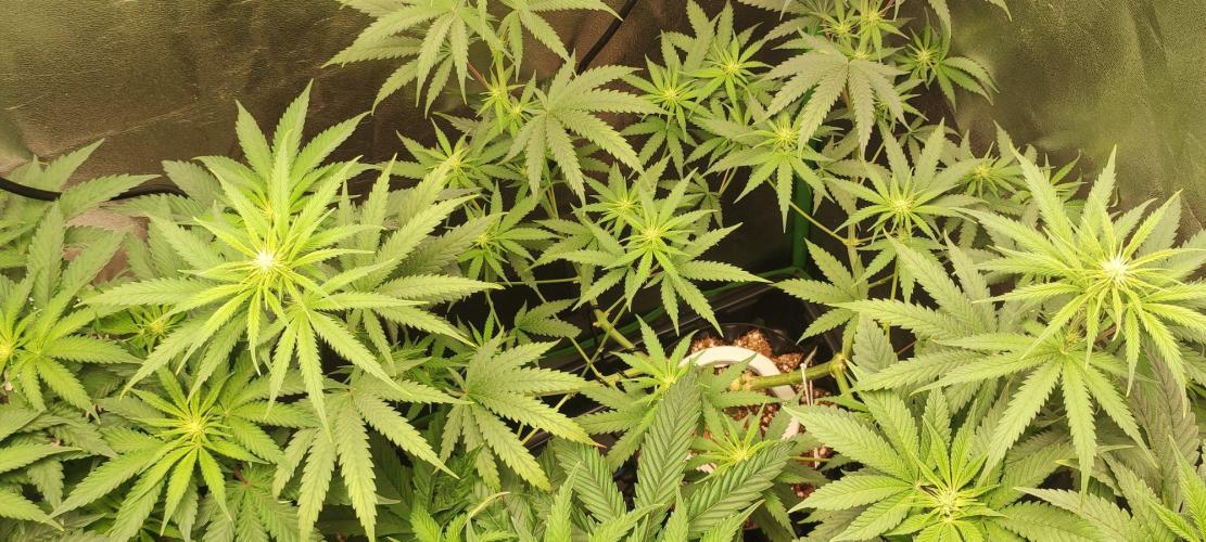 Sherbet. Week 7
