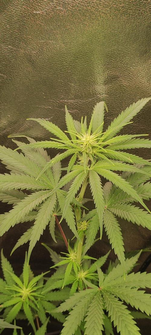 Sherbet. Week 7