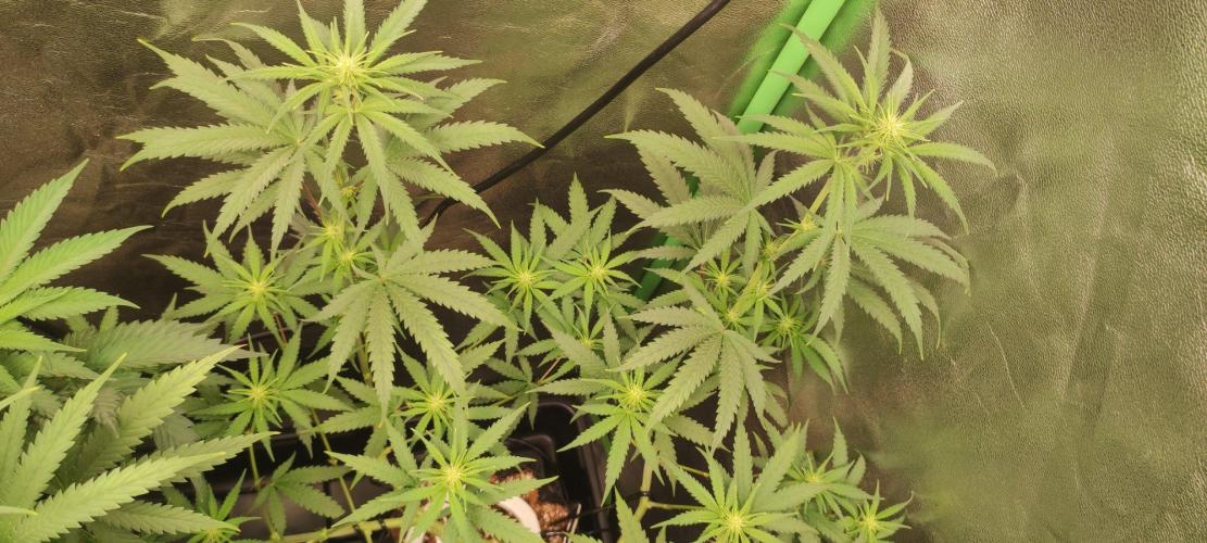 Sherbet. Week 7