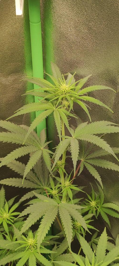 Sherbet. Week 7