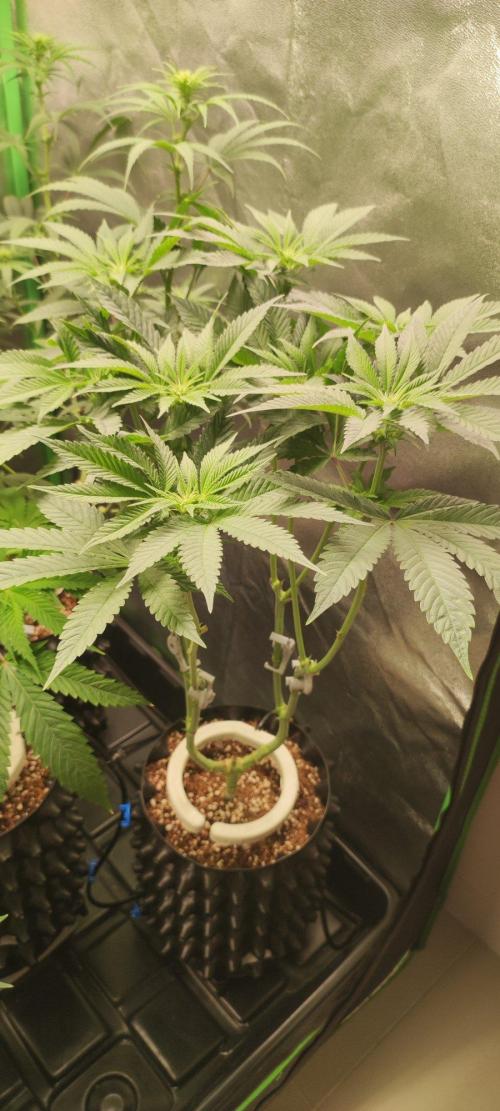 Gorilla Candy. Week 7