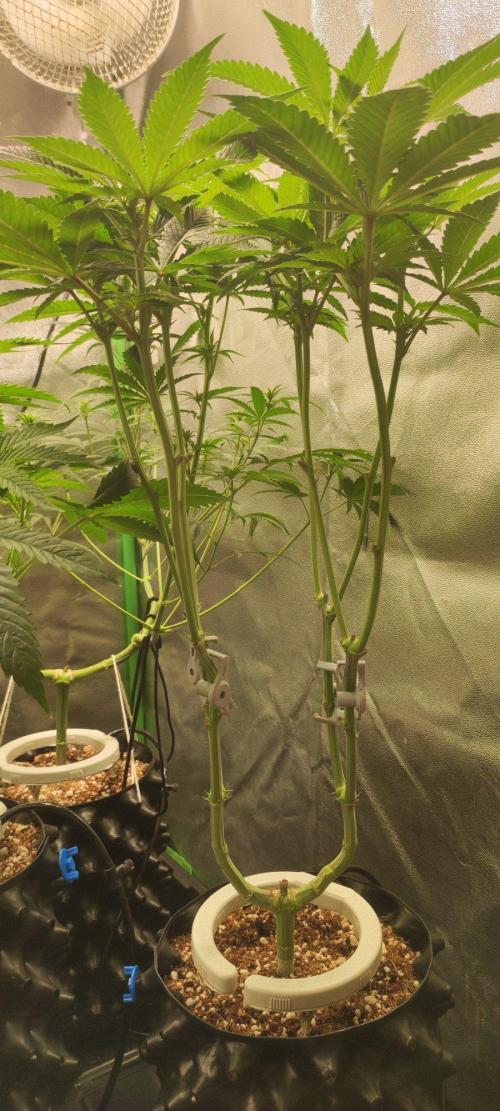 Gorilla Candy. Week 7
