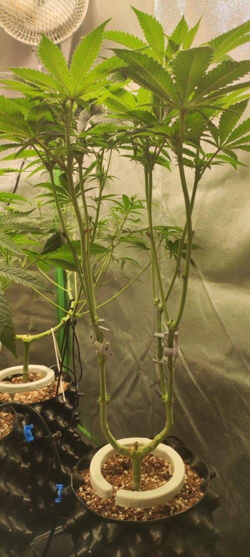 Gorilla Candy. Week 7