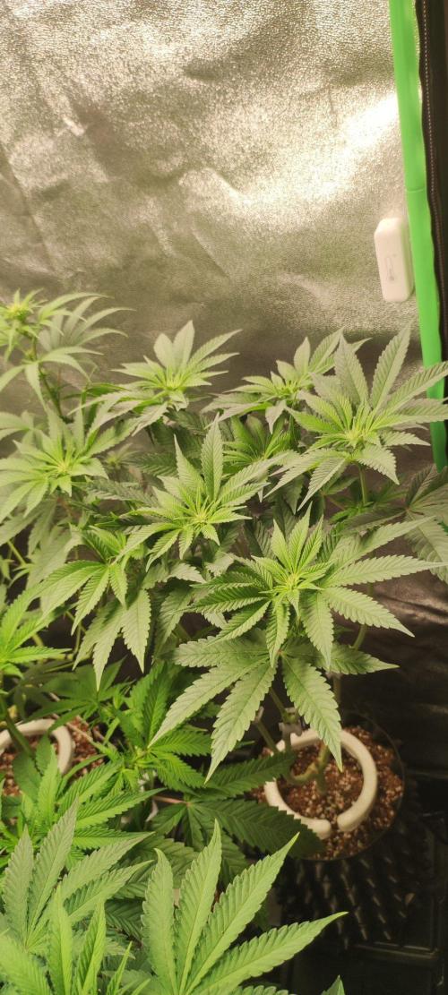 Gorilla Candy. Week 7