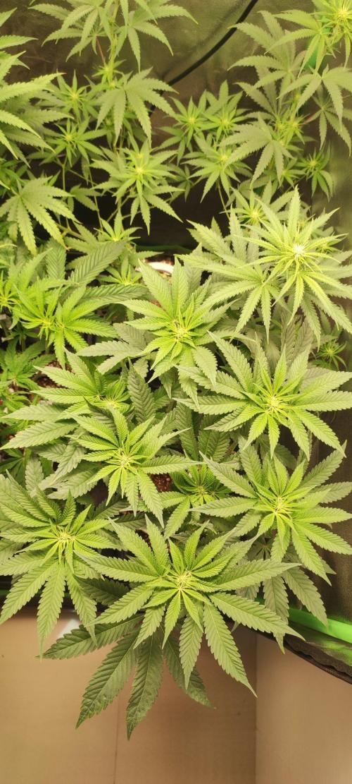 Gorilla Candy. Week 7