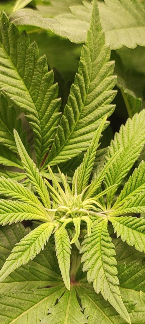 Gorilla Candy. Week 7