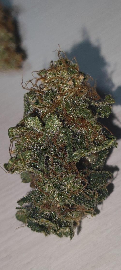 Strawberry Cough. Week 15