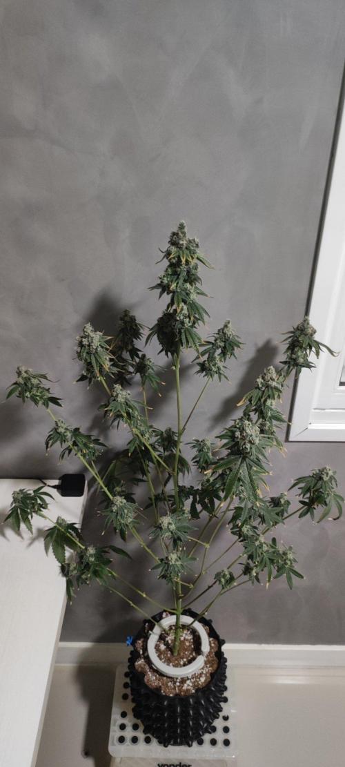 Garlotti #1. Week 14