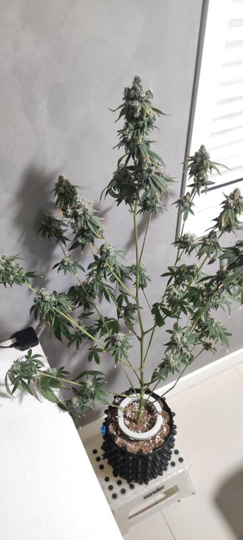 Garlotti #1. Week 14
