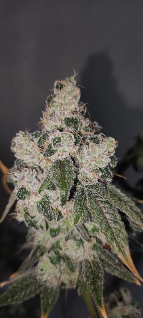 Garlotti #1. Week 14