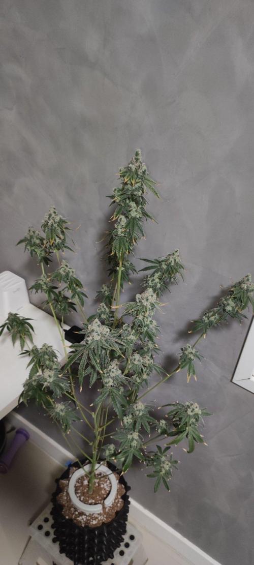Garlotti #1. Week 14