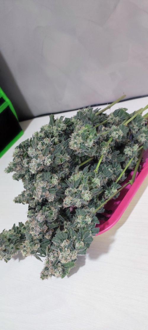 Garlotti #1. Week 14