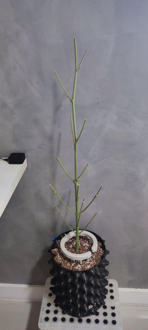 Garlotti #1. Week 14