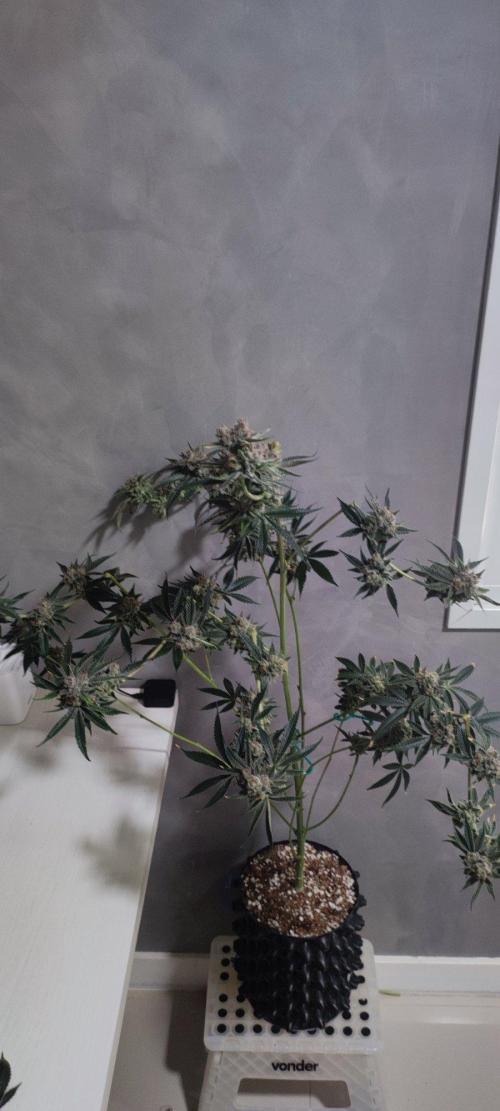 Mimosa #1. Week 14