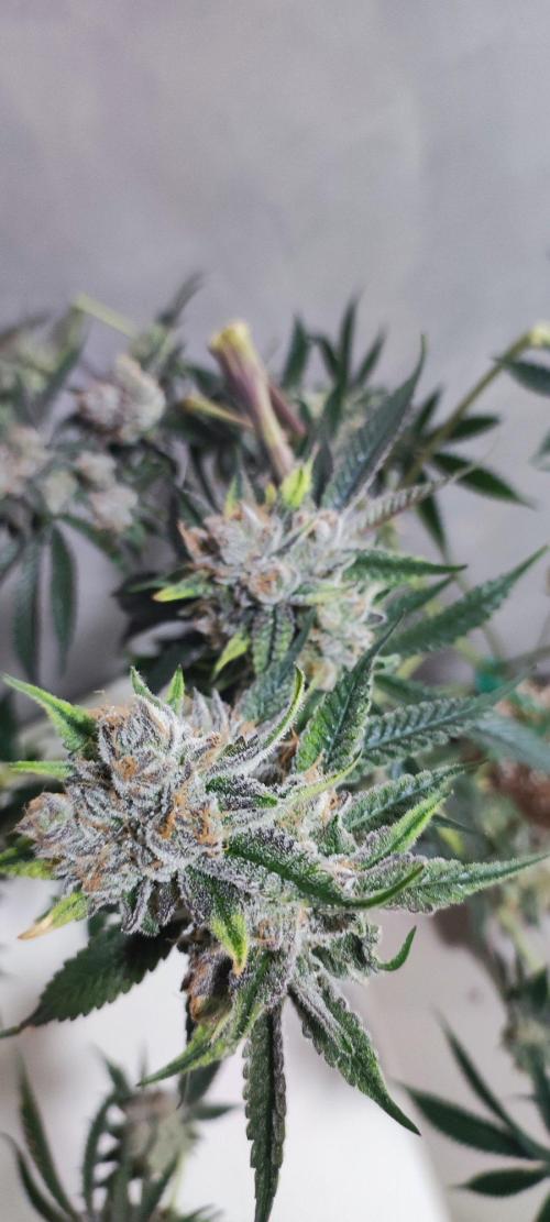 Mimosa #1. Week 14