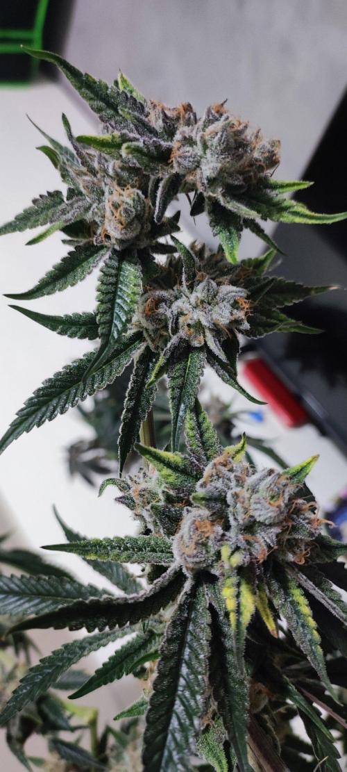 Mimosa #1. Week 14