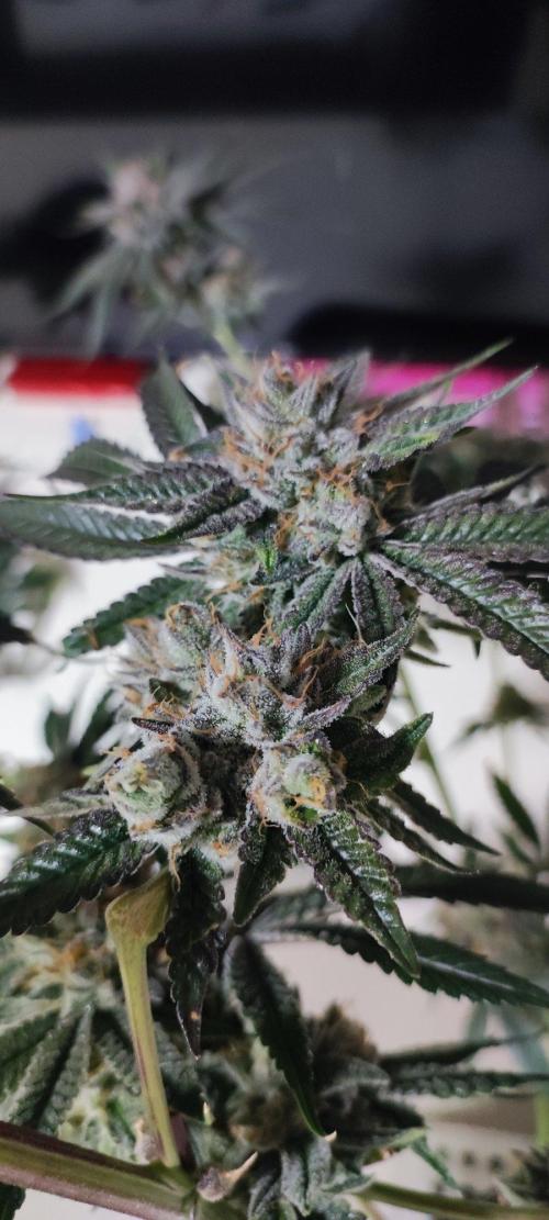 Mimosa #1. Week 14