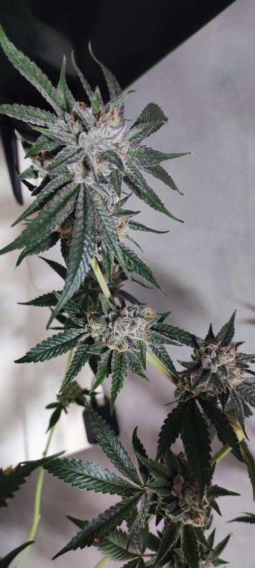 Mimosa #1. Week 14