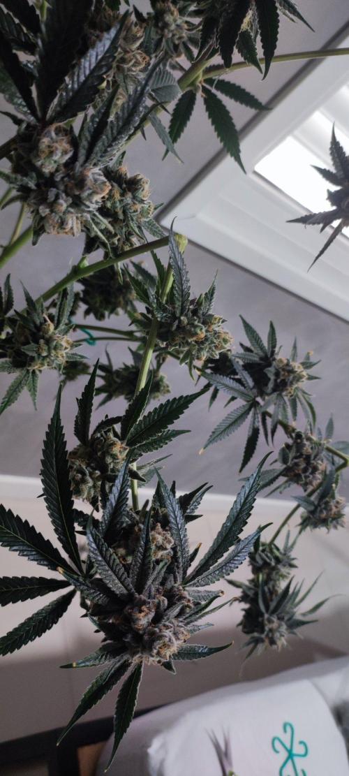 Mimosa #1. Week 14