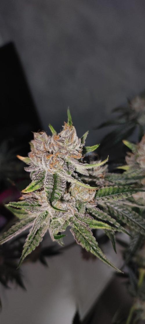 Mimosa #1. Week 14