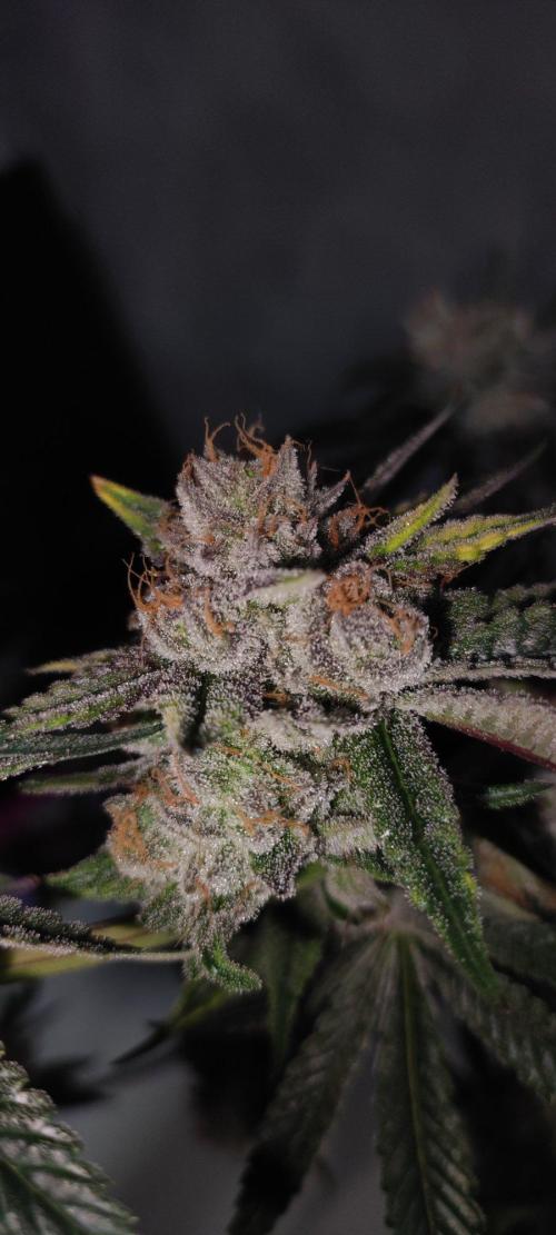 Mimosa #1. Week 14
