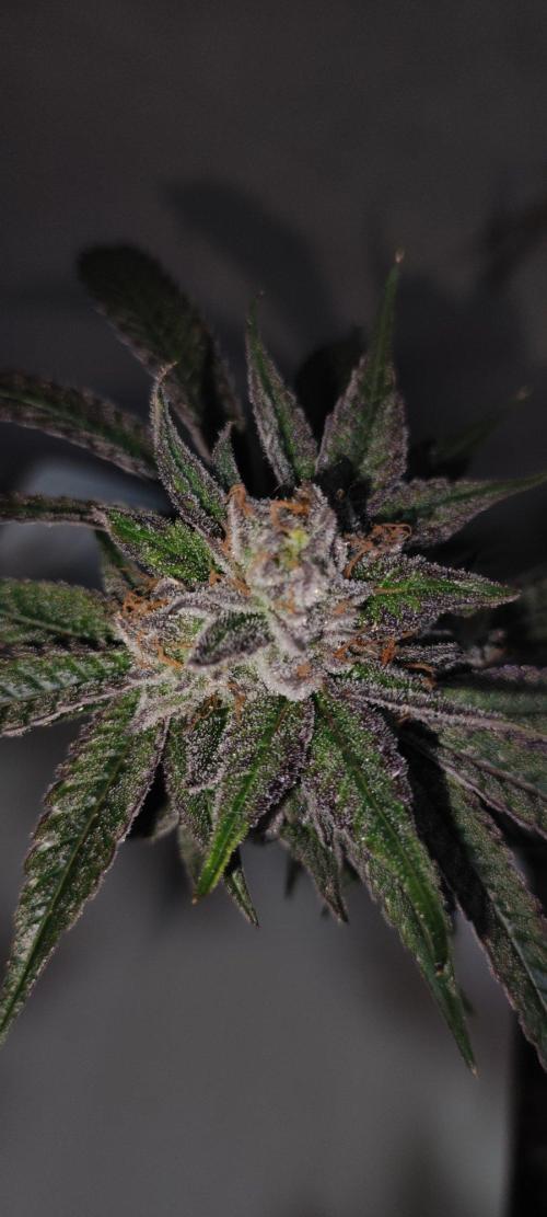 Mimosa #1. Week 14