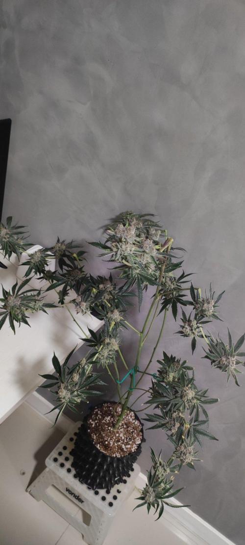 Mimosa #1. Week 14