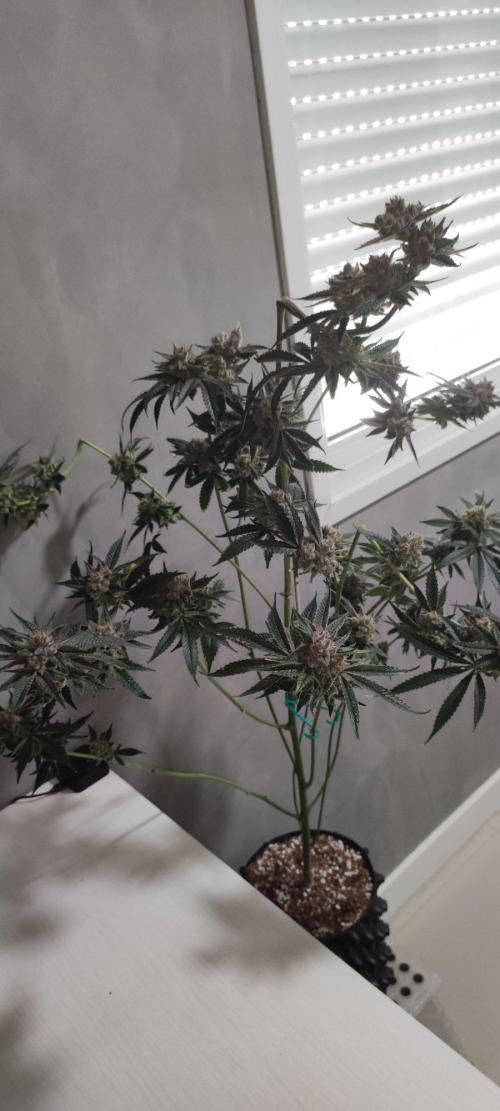 Mimosa #1. Week 14
