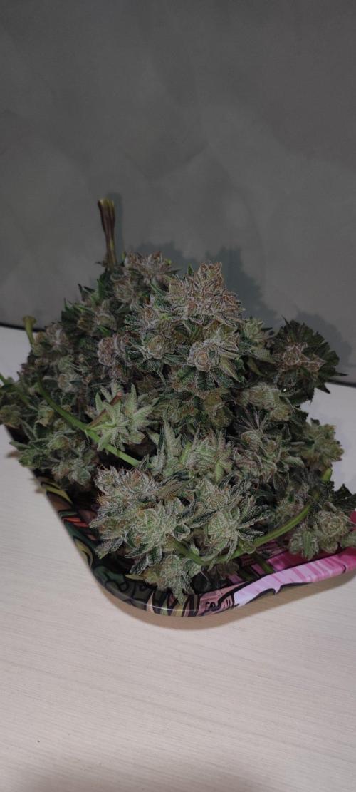 Mimosa #1. Week 14