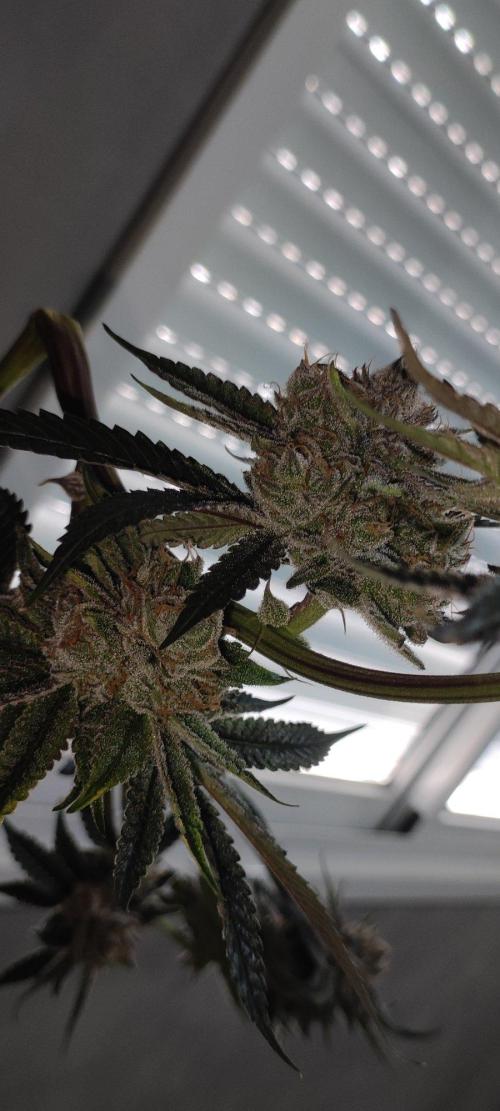 Mimosa #1. Week 14