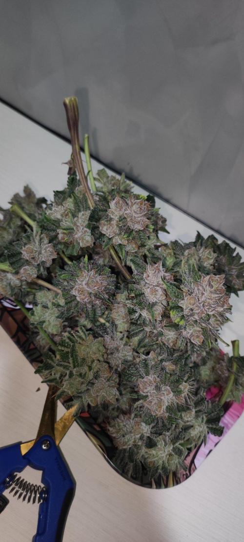 Mimosa #1. Week 14