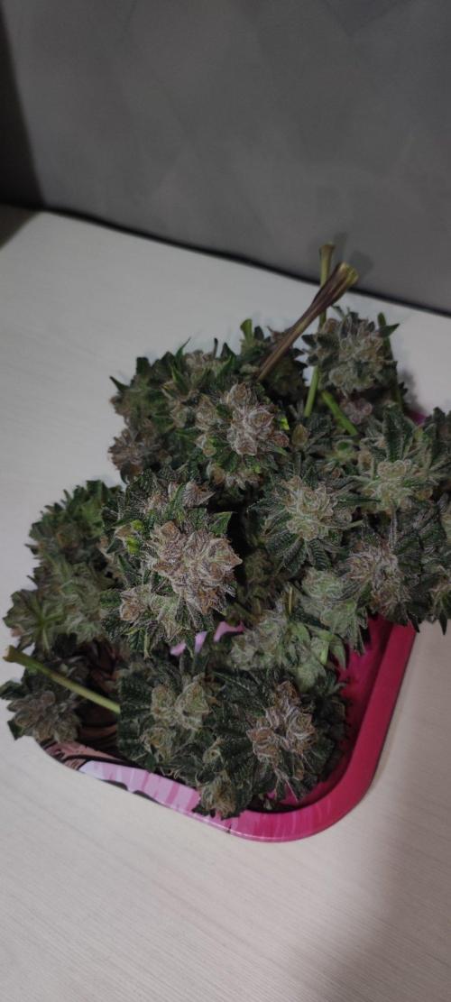 Mimosa #1. Week 14