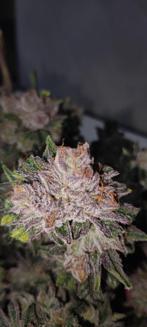 Mimosa #1. Week 14