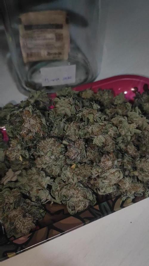 Mimosa #1