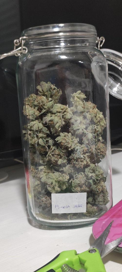 Mimosa #1. Week 14