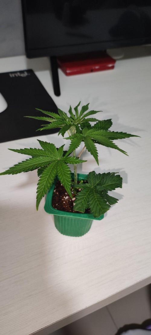 Grape Pie 🍇 *Clone/1. Week 1
