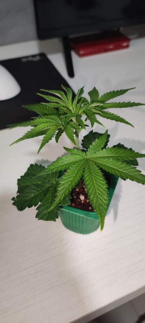 Grape Pie 🍇 *Clone/1. Week 1
