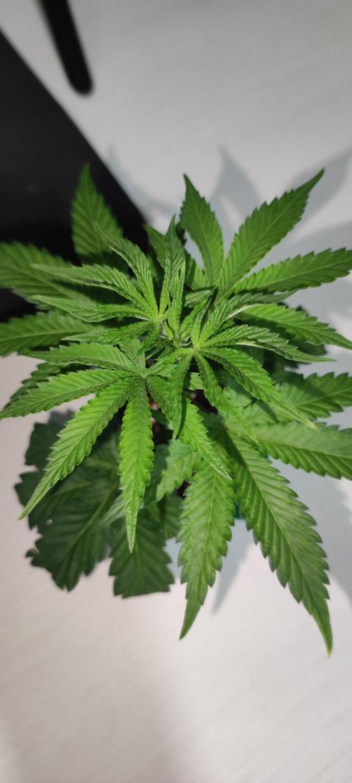 Grape Pie 🍇 *Clone/1. Week 1