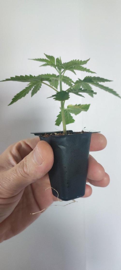 Peach Buddha CBD 🍑. Week 1