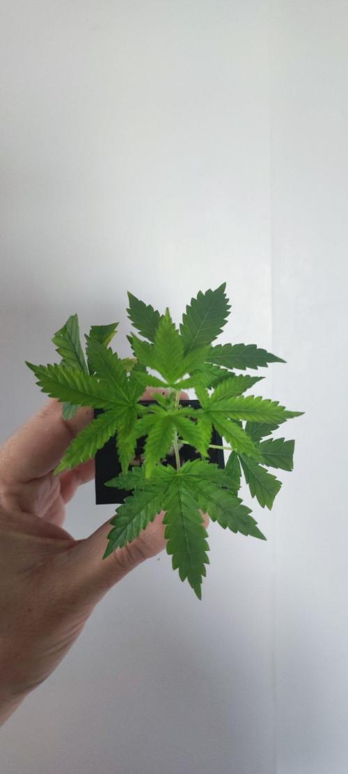Peach Buddha CBD 🍑. Week 1