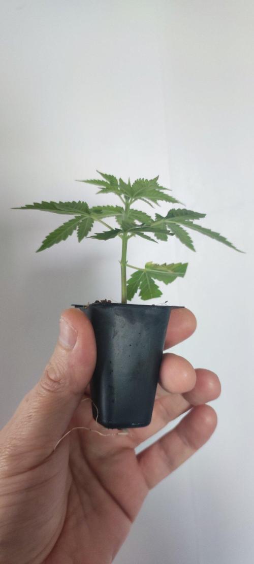 Peach Buddha CBD 🍑. Week 1