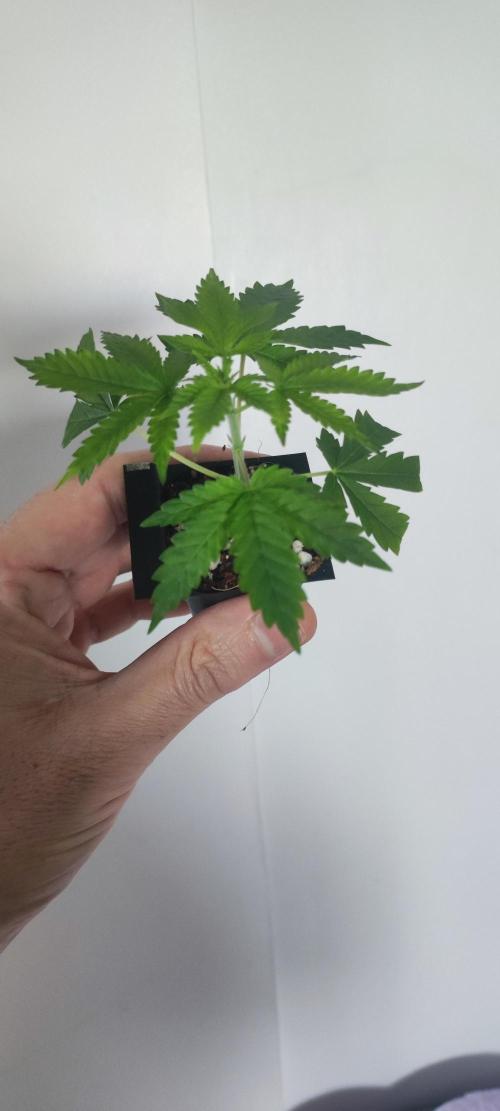 Peach Buddha CBD 🍑. Week 1