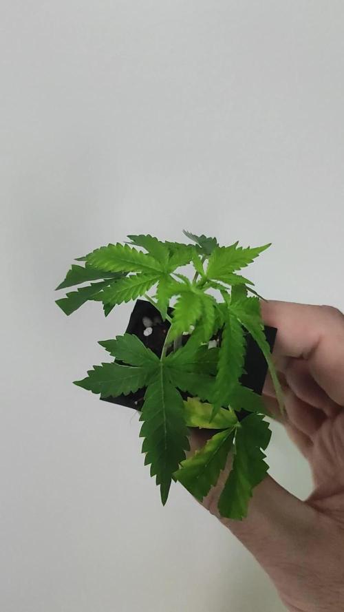 Peach Buddha CBD 🍑