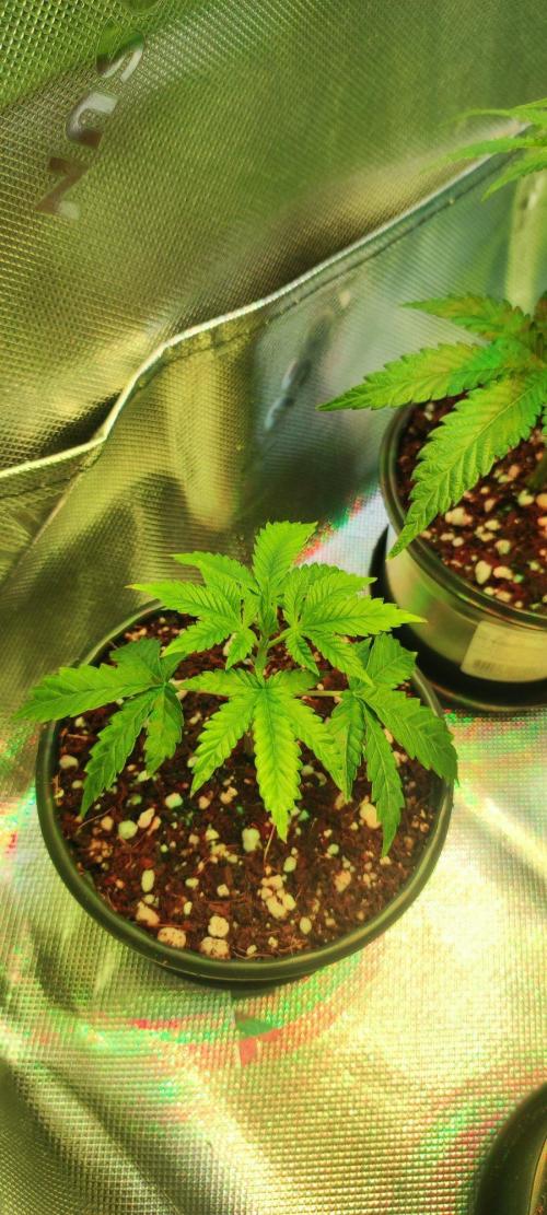 Peach Buddha CBD 🍑. Week 1