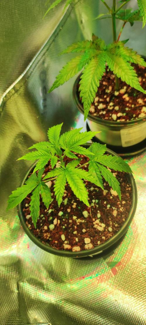 Peach Buddha CBD 🍑. Week 1