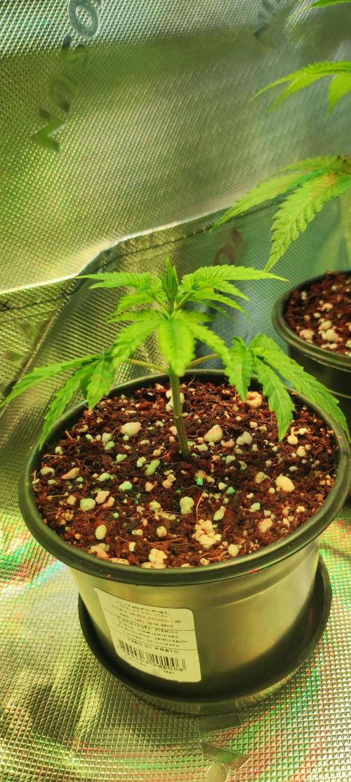 Peach Buddha CBD 🍑. Week 1
