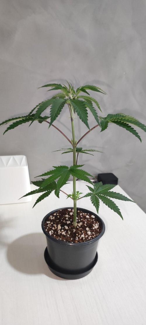 Grape Pie 🍇 *Clone/1. Week 2